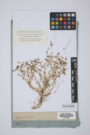Montia rivularis Gmel.