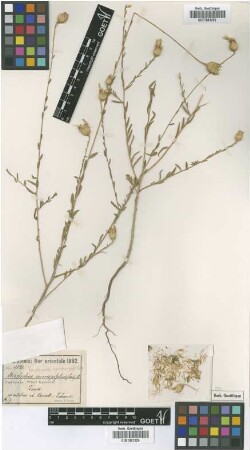 Stizolophus coronopifolius (Lam.) B.