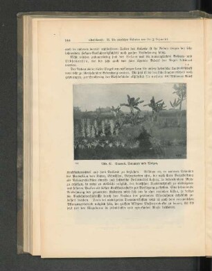 Abb. 87. Ananas, Bananen und Weizen.