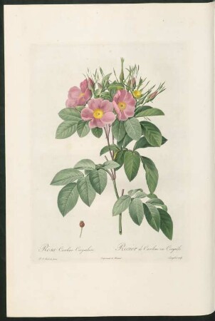 Rosa Carolina Corymbosa. Rosier de Caroline en Corymbe. Langlois sculp.