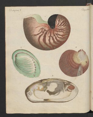 Merkwürdige Schnecken und Muscheln.