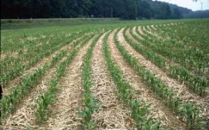 Fotografie: Mais, Mulchsaat, Pflanzenproduktionsverfahren