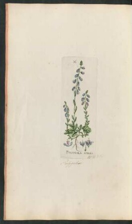 36. Polygala amara