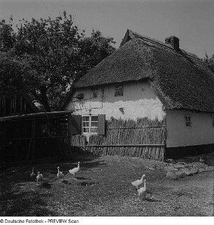 Die Goor. Reetgedecktes Haus mit Gänsen