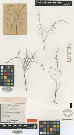 Cressa nudicaulis Griseb. [type]
