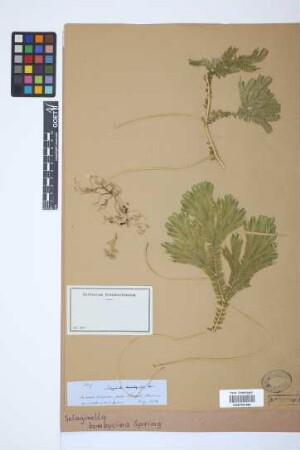 Selaginella bombycina Spring