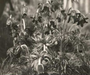 Wiesen-Kuhschelle (Pulsatilla pratensis), auch Wiesen-Küchenschelle und Schwarz-Küchenschelle. Wachtelberg südlich Wurzen