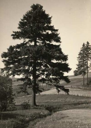 Osterzgebirge. Alte Fichte im Köhlergrund an der Ramm-Mühle bei Hermsdorf südlich von Frauenstein.