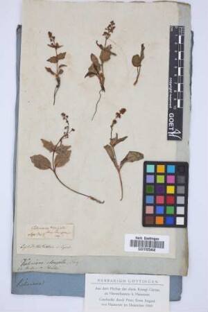 Valeriana elongata Jacq.