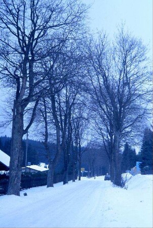 Alleebäume an der Straße nach Stützerbach