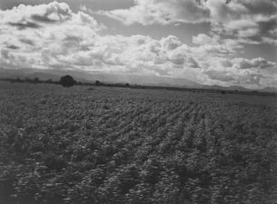 Landwirtschaftliche Anbaufläche : Landwirtschaftliche Anbauflächen in der hügeligen Landschaft des südafrikanischen Tafellandes