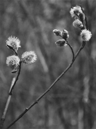 Weiden (Salix), Pflanzengattung aus der Familie der Weidengewächse (Salicaceae) oder eine Bienentrachtpflanze oder Bienenweide