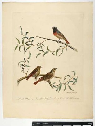 Motacilla Phoenicurus. Linn. Das Rothschwänzchen. 1. Mas. 2. Fem. 3. Hornotinus. - Hausrotschwanz. Phoenicurus phoenicurus; mas. fem. hornotinus. - Zeichner und Stecher: Ambrosius Gabler