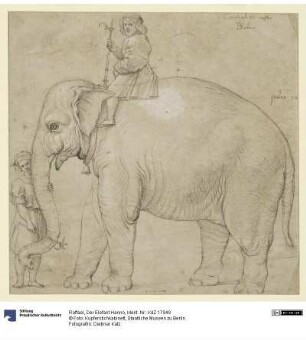 Der Elefant Hanno