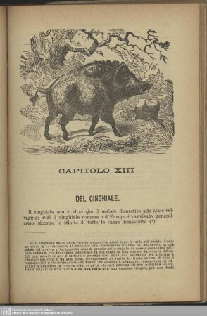 Capitolo XIII. Del cinghiale