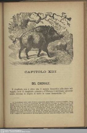 Capitolo XIII. Del cinghiale