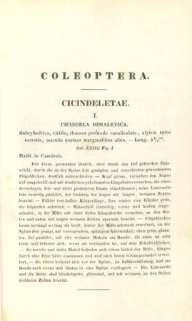 Coleoptera