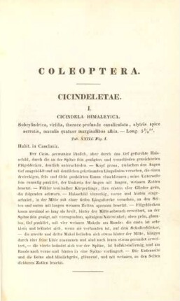 Coleoptera