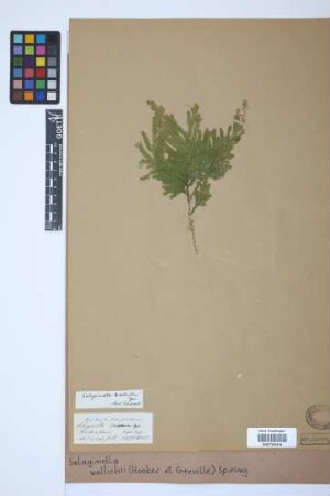 Selaginella wallichii (Hook. & Grev.) Spring