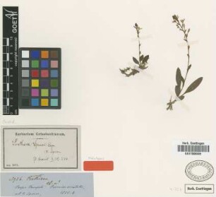 Ponthieva sprucei Cogn. [holotype]