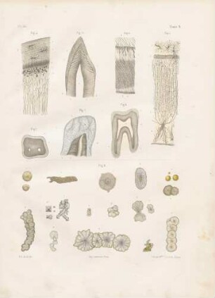 Mikroskopische Studien von Zähnen und Speichel