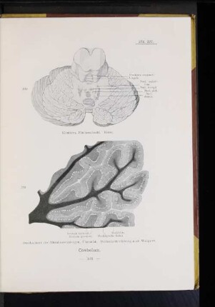 214 Kleinhirn, Flächenschnitt. Kerne.