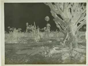 "Tierra blanca", mit Palmen und Kakteen
