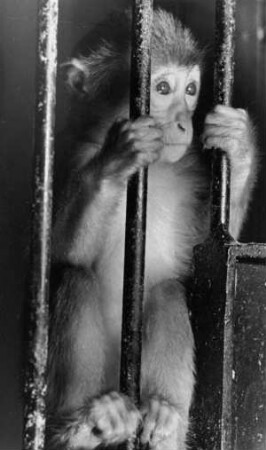 Hamburg-Stellingen. Tierpark Hagenbeck. Ein Affenjungtier schaut durch das Gitter. "Warum bin ich als Baby eingesperrt ?"