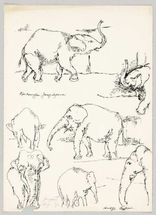 Afrikanischer Zwerkelephant. Indischer Elephant [Tierstudien aus dem Zoologischen Garten Berlin]