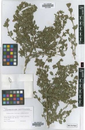 Stylosanthes fruticosa (Retz.)Alston