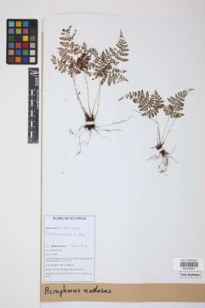 Acrophorus nodosus C.Presl