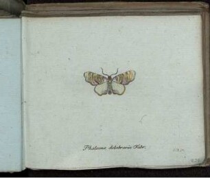 Phalaena dolabraria Fabr. [bis] Acarus plumbeus Mihi.