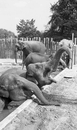 Elefanten im Karlsruher Zoo.