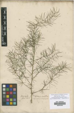 Asparagus