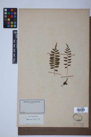 Asplenium abscissum