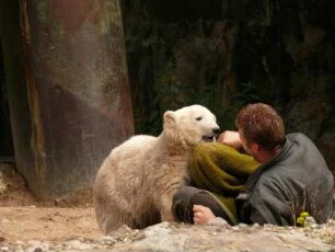 Berliner Zoo, der kleine Eisbär Knut spielt mit einem Pfleger