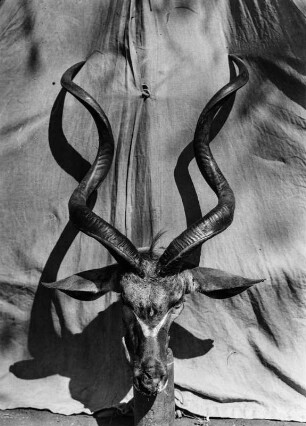 Erlegte Kuduantilope : Kopf einer erlegten Kuduantilope.