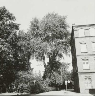 Graupappel (Populus canescens; Naturdenkmal)