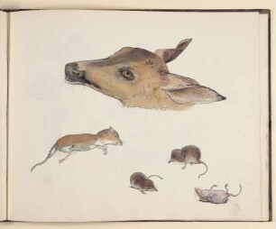 Rehkopf, darunter eine Waldmaus und Spitzmäuse [aus einem Skizzenbuch vornehmlich mit Tier- und Pflanzenstudien]