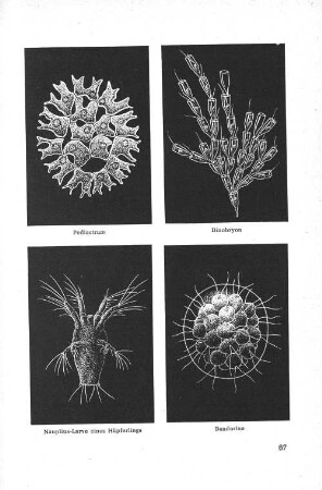 Nauplius-Larve eines Hüpferlings