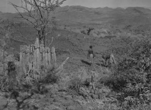Holzfiguren-Denkmal : Holzfiguren eines Denkmals der Konso. Im Hintergrund das Hochland von Abessinien
