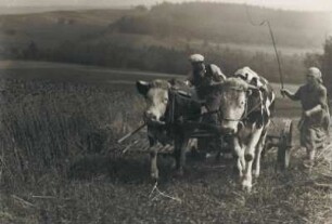 "Mähen". Serie: Kleinbauern in Tyssa. Bauer und Bäuerin beim Mähen mit Kuhgespann