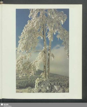 Rauhreif im Taunus