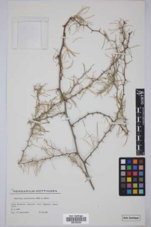 Asparagus pastorianus Webb & Berthel.