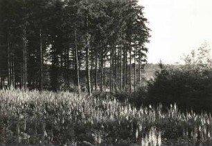 Rote Fingerhut (Digitalis purpurea). Dichter Bestand auf Lichtung im Fichtenwald