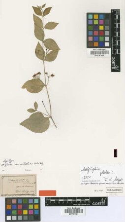 Malpighia glabra L. var. typica Nied.