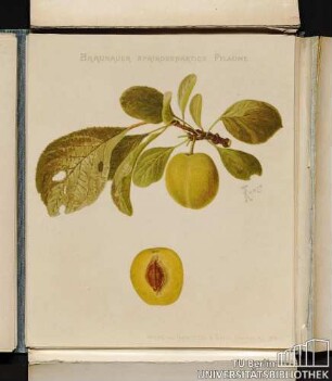 Braunauer aprikosenartige Pflaume