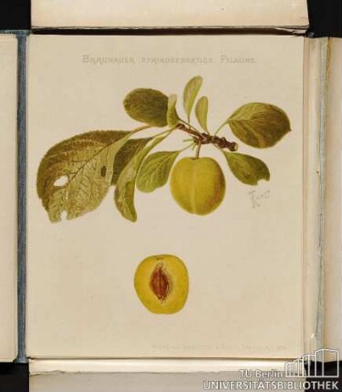 Braunauer aprikosenartige Pflaume