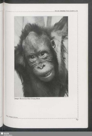 Junger Sumatranischer Orang-Utan