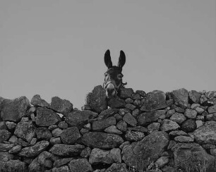 Archivfotografie "motive_tiere_haus_esel_4409"